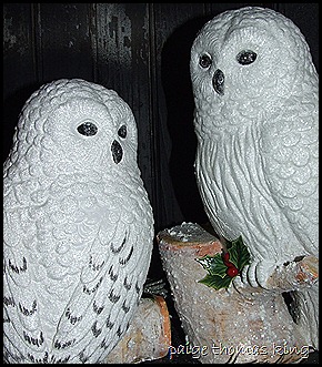 winter owls