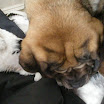puppen 6 weken 011.jpg
