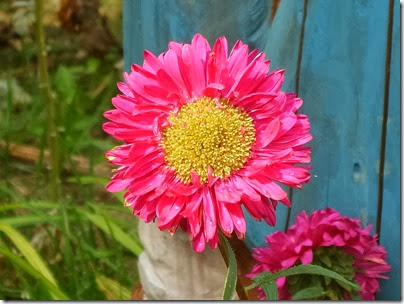 china-aster