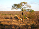 A mother and baby giraffe out on the plain. Transition to Madagascar - 026.jpg