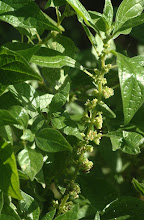 Plant-klein