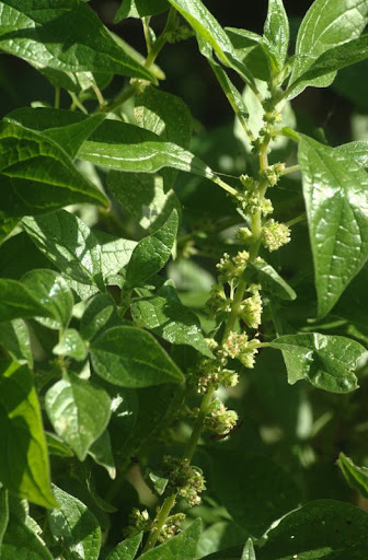 Plant-klein