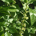 Plant-klein