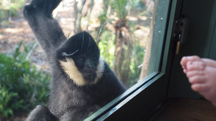 cheeky gibbon