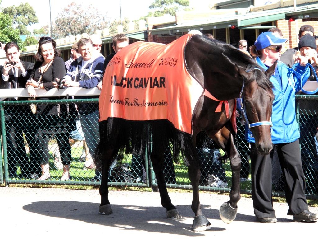 [black%2520caviar%2520walking%2520ring_1%2520%2528Large%2529%255B5%255D.jpg]