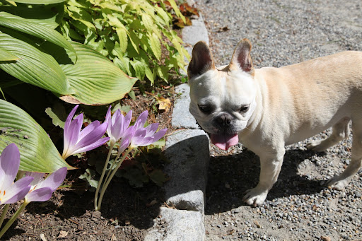 Oh, now I see the difference!  Crocuses have shorter, rounder petals, unlike colchicum, which have longer, pointier petals.  They do bear a resemblance to a lily!