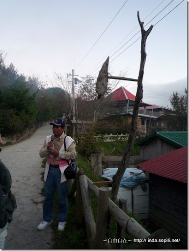 司馬庫斯部落的天然木頭路燈 司馬庫斯部落的天然木頭路燈