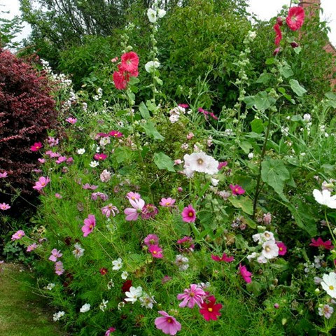 front garden flower border