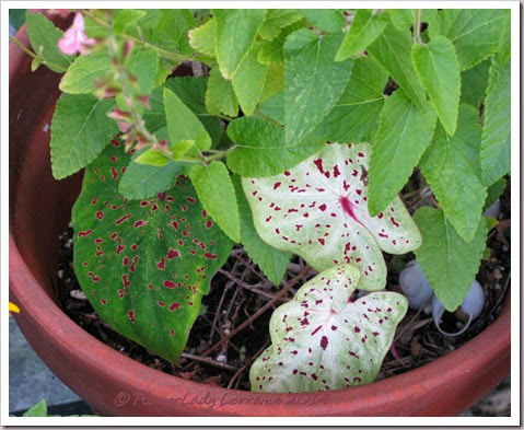 05-01-miss-muffit-caladiums