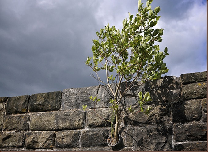 Break wall with tree