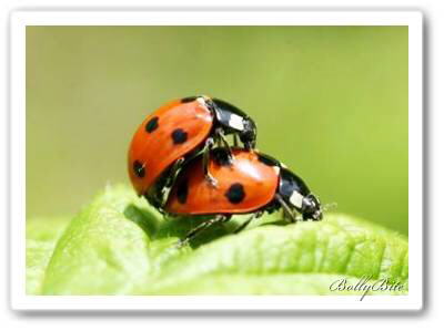 Image Dimension: 400x299 :: Have you ever thought about them? Have you ever thought about them?