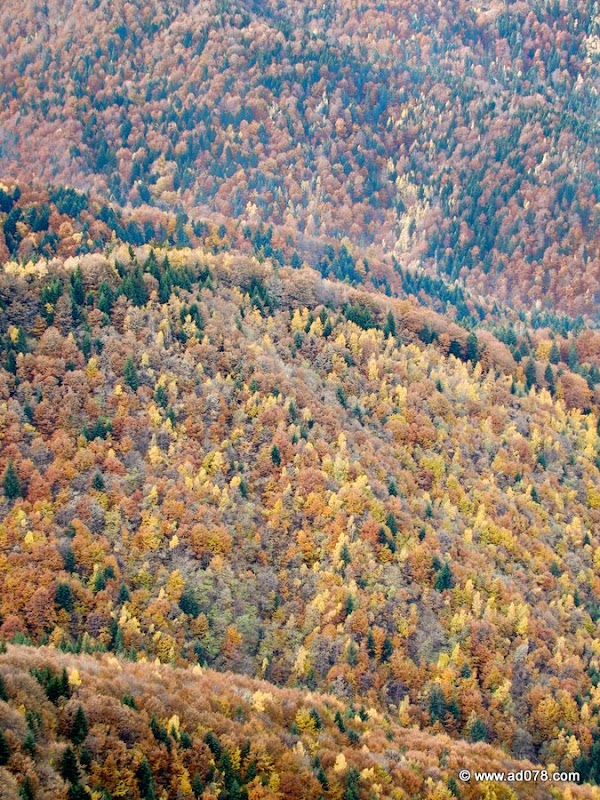 cioranga ramura de sus-10.JPG