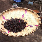 Fertig gerösteter Kaffee © Foto: Doreen Schütze | Outback Africa
