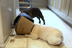 It's been a very trying time for both of the Frenchies.  But dogs are pack animals and we always take care of our fellow pack members!