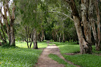 Kuranda river walk (looks like The Lord of the Rings)