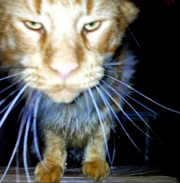 [Fullscreen%2520capture%252012092014%2520224317%255B3%255D.jpg]