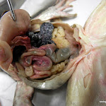 frog_stomach_lifted.JPG