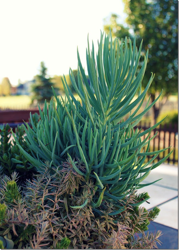 succulent 2
