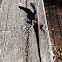 Carolina Anole