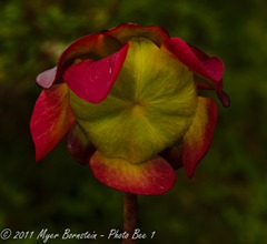 Quoddy _ROT9369 NIKON D3S July 03, 2011