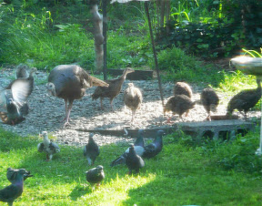 Also, we had a mom Turkey with SEVEN babies in the yard a couple weeks ago...