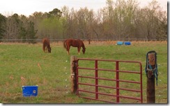 Horses Hanging Out 001 (Small)