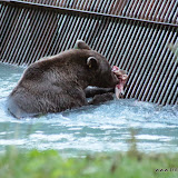 Urso - Chilkoot Lake State Park -  Haines, Alaska, EUA