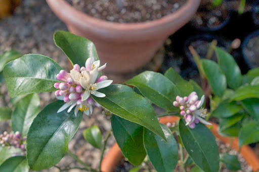 Francesca, look! This Meyer lemon tree is blossoming and that's what smells so enticing. Citrus flowers have such a pleasant aroma. Francesca, look! This Meyer lemon tree is blossoming and that's what smells so enticing. Citrus flowers have such a pleasant aroma.