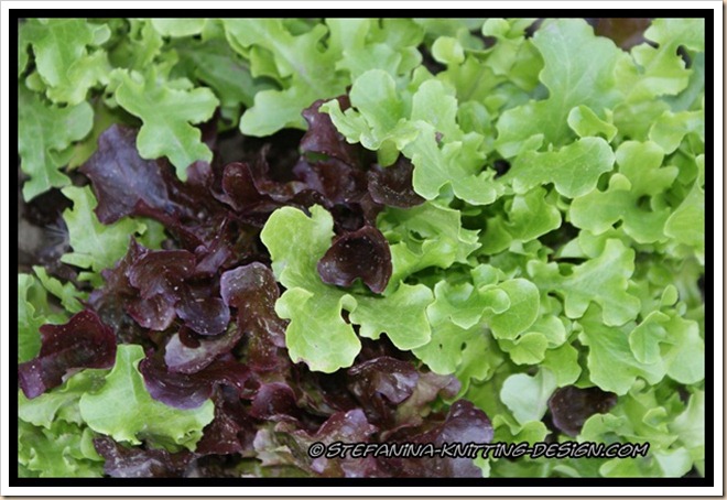 Salad Salad