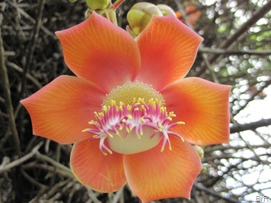 Blume_im_Park Blume_im_Park