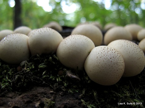 pear-shaped puffballs