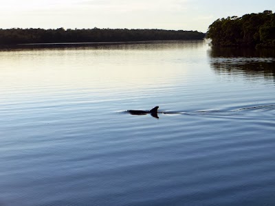 Dolphin IMAGE_537.jpg