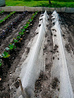 Cheese cloth is used as a barrier to keep out cabbage loopers, another easy-to-look-at pest solution.