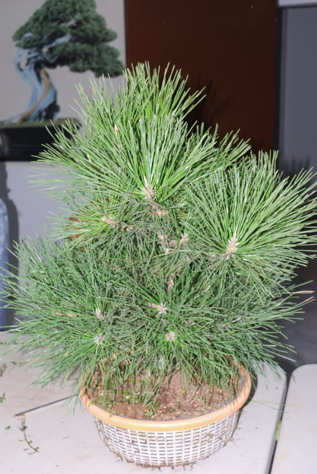 Pinus thunbergii de Juan Ingnacio López