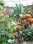 In one of the conservatory galleries: croton, bird of paradise, and bromeliads.