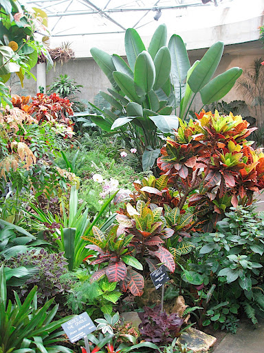 In one of the conservatory galleries: croton, bird of paradise, and bromeliads.