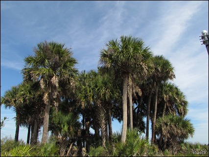 palms on prairie