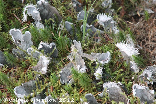[2dog-lichen%255B2%255D.jpg]