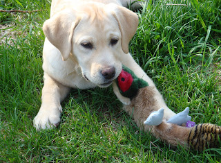 Brinkley "Just Being Cute"