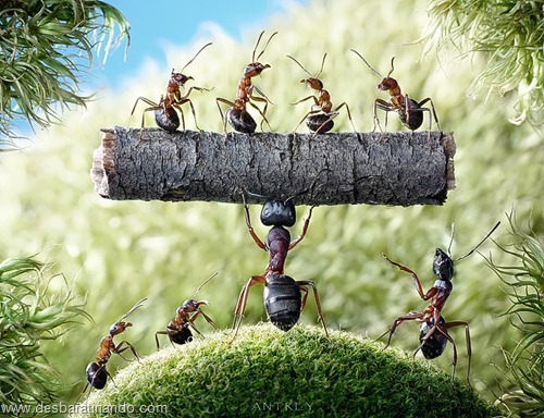 formigas inacreditaveis incriveis desbaratinando  (50)