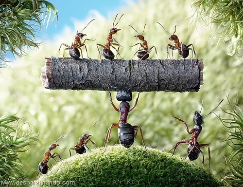 formigas inacreditaveis incriveis desbaratinando (50) formigas inacreditaveis incriveis desbaratinando (50)