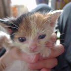My cats My cats