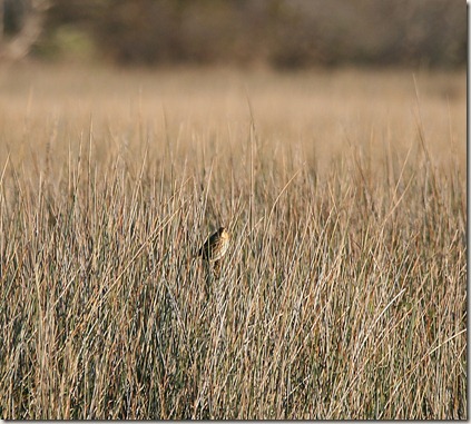 Salt Marsh Sparrow, Bird
