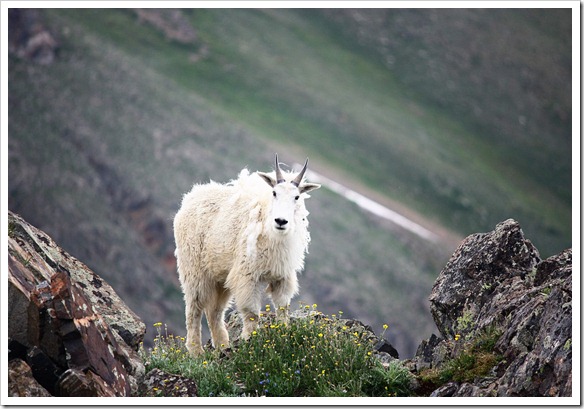 Webster Pass - Mountain Goats 7-26-11 (47)