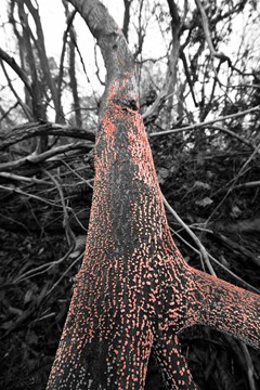 Coral-Spot