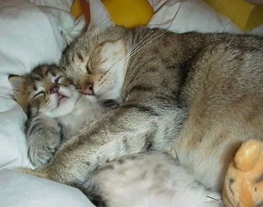 Gato abraza a gatito