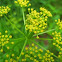 Golden Alexanders