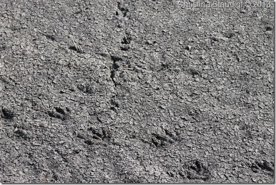 Brière Spuren Otter Brière Spuren Otter