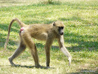 South Luanga Nationalpark