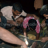 Udumbu at Nayathode 1.JPG
